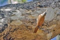 Insect hunting on tree trunk