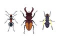 Insect icon flat isolated nature flying bugs beetle ant and wildlife spider grasshopper or mosquito cockroach animal