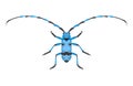 Insect icon flat isolated vector illustration. Royalty Free Stock Photo