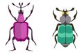 Insect icon flat isolated vector illustration. Royalty Free Stock Photo