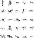 Insect icons set Royalty Free Stock Photo