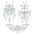 Insect icons, vector set. Abstract triangular style. Mantis Royalty Free Stock Photo