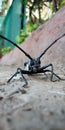 Insect in India black colour alien like insect