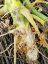 Insect infested pumpkin vine stem Royalty Free Stock Photo