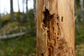 Insect-infested tree trunk