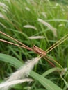 brown grasshopper