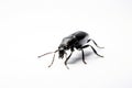 Animal insect bug beetle isolated white background Royalty Free Stock Photo