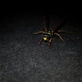 Wasp closeup at night