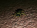 Wasp closeup at night