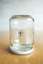 Insect in a jar Royalty Free Stock Photo