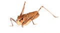 Insect katydid Royalty Free Stock Photo