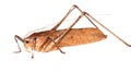 Insect katydid Royalty Free Stock Photo