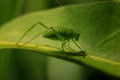 Katydid chivita Royalty Free Stock Photo