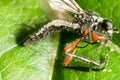 Insect killed by the fungus Royalty Free Stock Photo