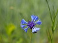 Insect on a Knapweeds flower in the sun. A blue flower in droplets of dew on a blurred green background. Plants of the meadows of Royalty Free Stock Photo