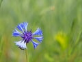 Insect on a Knapweeds flower in the sun. A blue flower in droplets of dew on a blurred green background. Plants of the meadows of Royalty Free Stock Photo