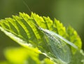 Insect lacewing (Latin. Chrysopidae)