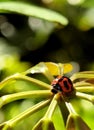 Insect Lady Beetle Ladybug Ladybugs Ladybird Beetles Green Plants Nature Coccinellidae Sunshine Morning Spring Outdoor Garden