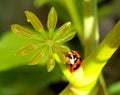 Insect Lady Beetle Ladybug Ladybugs Ladybird Beetles Green Plants Nature Coccinellidae Sunshine Morning Spring Outdoor Garden Royalty Free Stock Photo