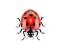 Insect ladybird cute small red bugs. Vector illustration desing Royalty Free Stock Photo