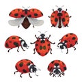 Insect ladybird set, cute small red bugs Royalty Free Stock Photo