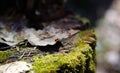 Insect ladybug in the forest sitting on a leaf on a stump covered with green moss.Background. Royalty Free Stock Photo