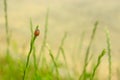 Insect ladybug on a lonely small spikelet of cereal grass gorizontal