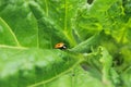 Insect ladybug with a red body and black spots Royalty Free Stock Photo