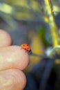 Insect ladybug sits on his hand