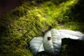 Insect ladybug sitting on a leaf on a stump covered with green moss.Background. Royalty Free Stock Photo