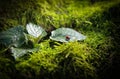 Insect ladybug sitting on a leaf on a stump covered with green moss Royalty Free Stock Photo