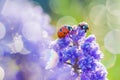 Insect ladybug is sitting through spring flowers in meadow Royalty Free Stock Photo