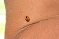 Insect ladybug walks on human skin Royalty Free Stock Photo