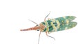 Insect lantern fly Royalty Free Stock Photo