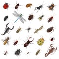 Insect - large collection