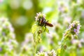 Insect large hornet on field flower