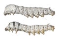 Insect larvae (caterpillar) Royalty Free Stock Photo