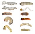 Insect larvae (caterpillars) set Royalty Free Stock Photo