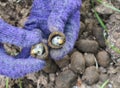 Insect larvae in the soil