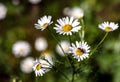 insect with the Latin name Syrphidae sits on a white daisy flower