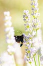 Insect on lavender angustifolia, lavandula in herb garden in evning sunlight, sunset