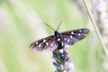 Insect on lavender angustifolia, lavandula in herb garden in evning sunlight, sunset