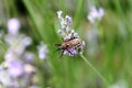 Insect on lavender Royalty Free Stock Photo
