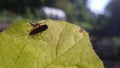 Insect on leaf