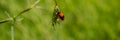 Insect leaf beetle sitting on a leaf of a plant in a meadow