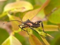 Insect on leaf