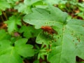 Insect. Leaf. Forest. Royalty Free Stock Photo