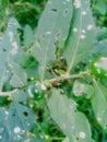 Insect leaf green jungle