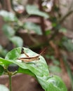 Insect on leaf