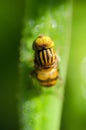 Insect on a leaf